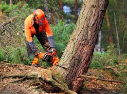 Best Leaf Removal  in Monroeville, PA